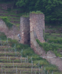 Burgruine Klingenberg